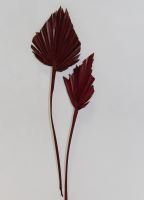 Palm spear color wine red
