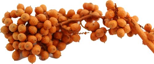 Canella special color oranžová, 20 ks (1)