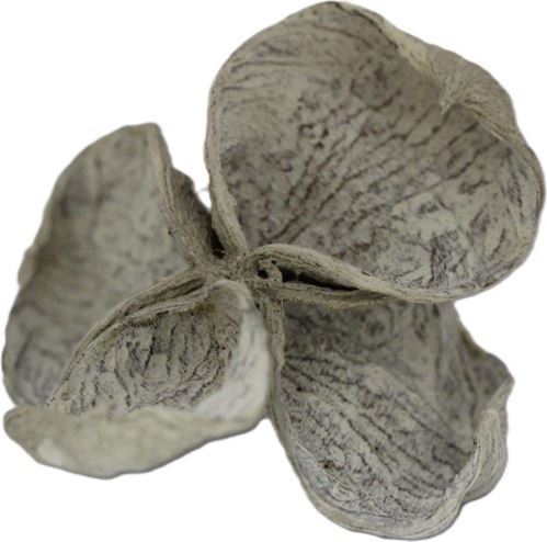 Indická sušina Land lotus frosted bílý, 20 ks