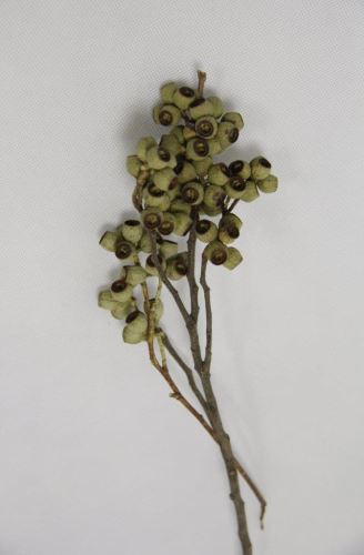 Eucalyptus amber nut