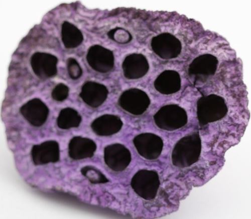 Lotus medium frosted purple