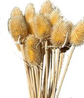Dipsacus lacinatus- Štětka soukenická bílá (1)