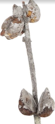 Sušené květiny, Hakea frosted white 5+